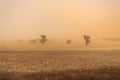 New South Wales Ã¢â¬â Dust Storm near Temora